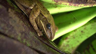 a forest frog lives in a banana fruit