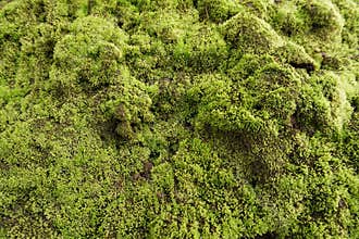 moss grows thickly on the walls