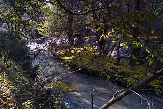Calm stream flowing through a forest with autumn leaves under soft sunlight in a serene setting