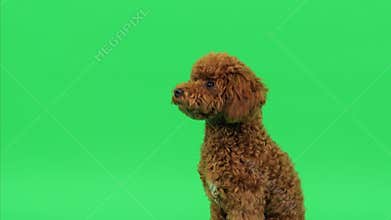 brown poodle studio portrait closeup - charming headshot for branding