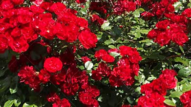 Red Wild Roses