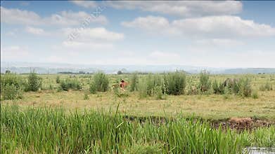 Foals running on field