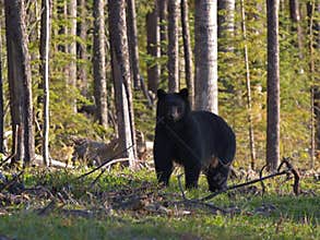 Black Bear