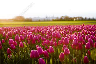 Flowers in the evening