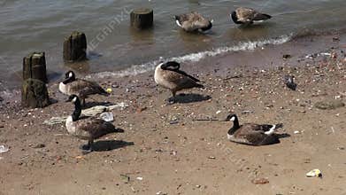 Ducks