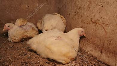 Overweight Broiler Chicken Unable to Support Its Body Weight.