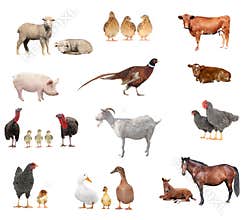Livestock