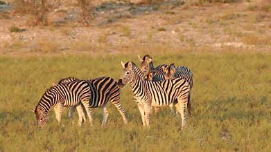 Plains Zebras walking