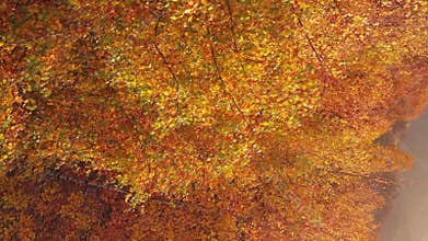 Autumn vibrant tranquil forest during sunset