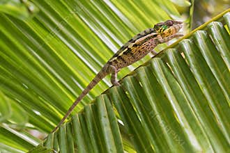 Africa: Madagascar Panther chameleon Furcifer pardalis, on palm leaf staircase
