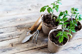 Green young sprout in peat pot