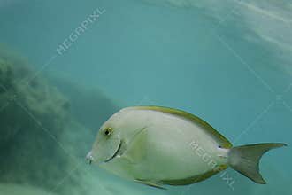 Tropical fish
