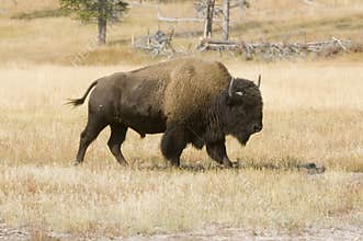 American Bison in Yellowstone meadow