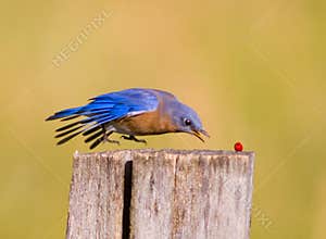 Bluebird swoops down to get a red berry