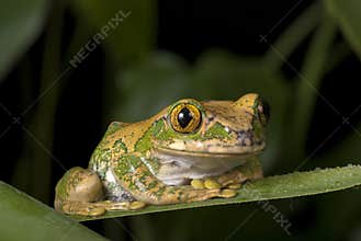 Tree frog