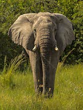 African elephant walks towards the camera