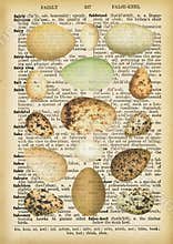 Eggs on Old Dictionary Page Oldies Printable A4