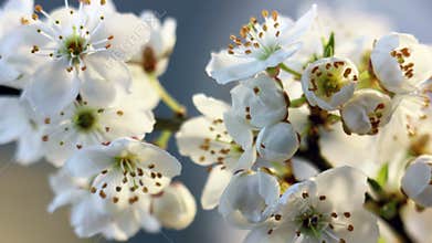 Spring time lapse, cherry plum white flowers blossom
