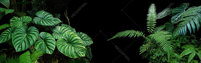 Tropical rainforest foliage plants bushes ferns, palm, philodendrons and tropic plants leaves in tropical garden on black