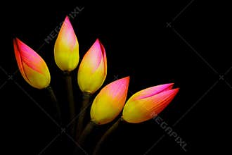 Five bicolor lotus flower buds against dark background
