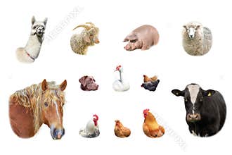 Farm animals collection isolated on white