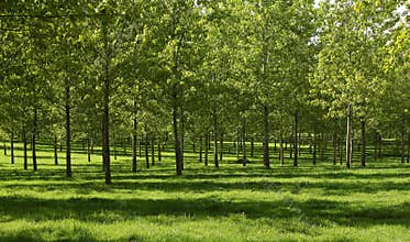 Poplar forest