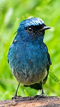 Beautiful blue color bird known as Indigo Flycatcher Eumyias Indigo on perch