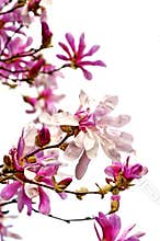 Magnolia Flowers