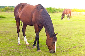 Brown, bay horse grazing in the summer on pasture, on meadow in the sun, eating grass