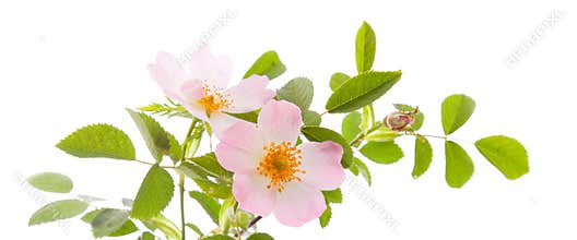 Dog rose