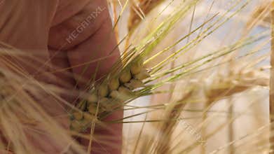 Close up wheat with hand that cultivate it