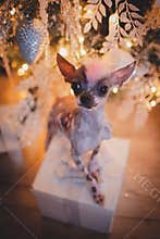 Peruvian hairless and chihuahua mix dog in festivaly decorated room with Christmass tree