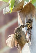 Wren parent bird feeding chicks at nest box. Nature image