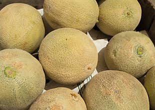 Cantaloupe at the farmers market