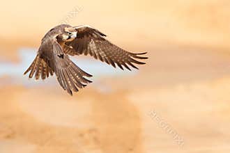 Lanner Falcon take off