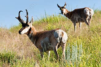 Pronghorn