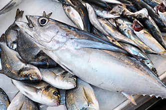 Fresh fish - the tuna