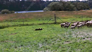 A border collie controlling a herd of sheep during farm day