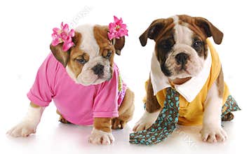 Male and female puppy