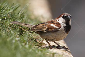 House sparrow