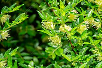 Macro of delicate cream bells blooming honeysuckle Lonicera pileata with small green leaves. Elegant natural background
