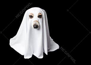 Ghost on black background. Halloween carnaval party