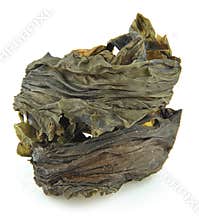 Kelp