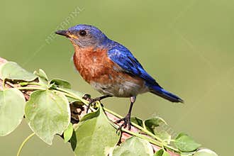 Male Eastern Bluebird