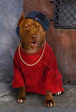American Pit Bull Terrier dog dressed in a red tee shirt