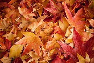 Leafs in autumn