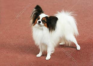 Papillon