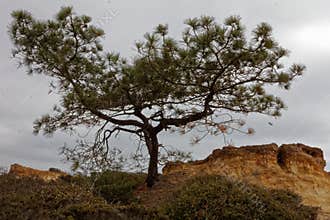 Torrey Pine, California