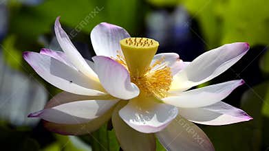 Lotus flowers blowing in the wind