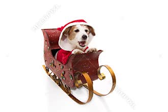 Santa claus dog costume inside a sleigh at Christmas. Isolated on white background